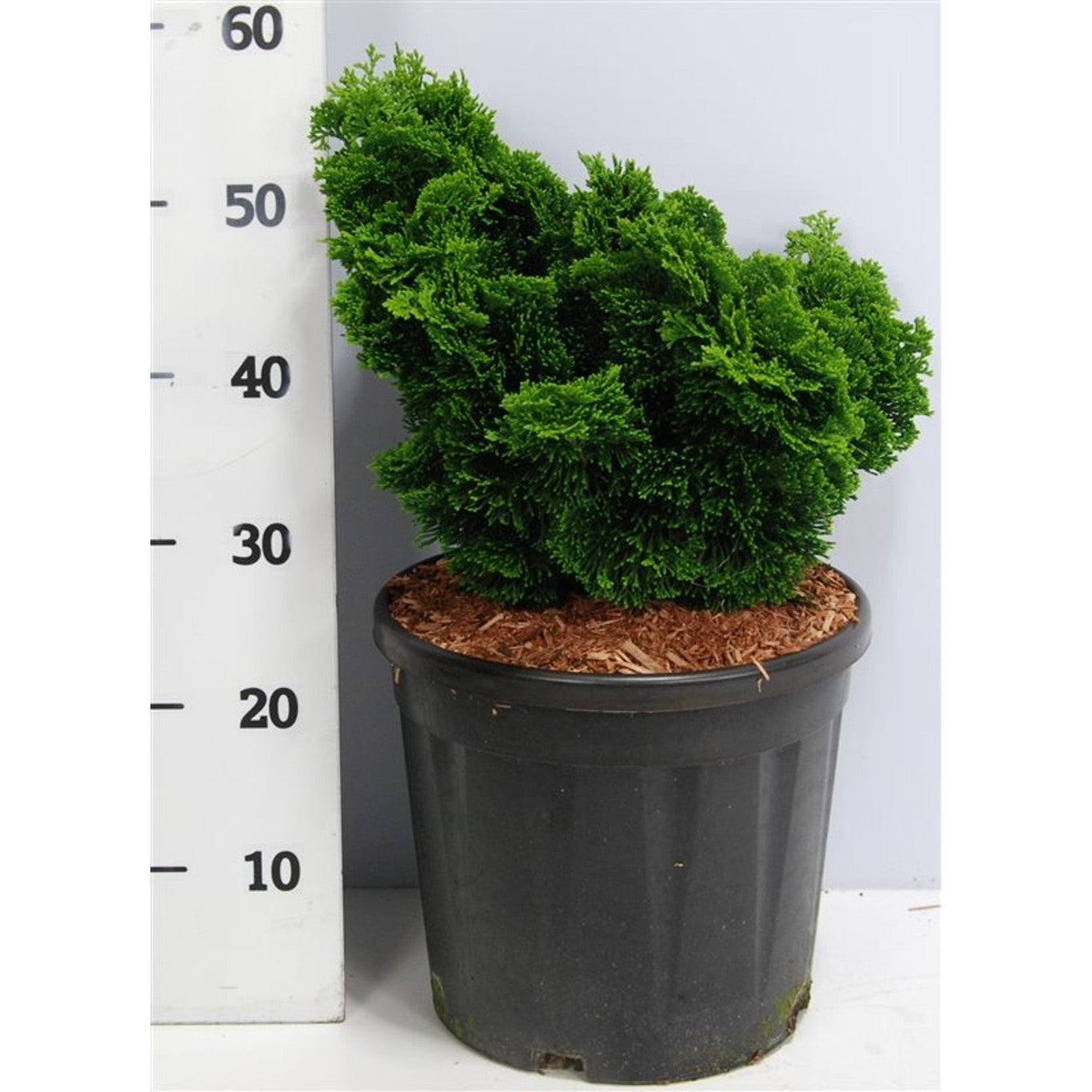 Ädelcypress – Chamaecyparis obtusa 'Nana Gracilis' - C12 40-50 CM